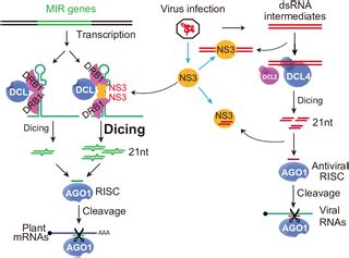 Rice Stripe Virus Ns Protein Regulates Primary Mirna Processing