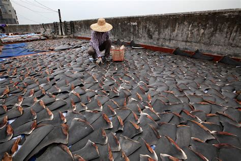 Hong Kong traders dry thousands of shark fins on roofs to avoid