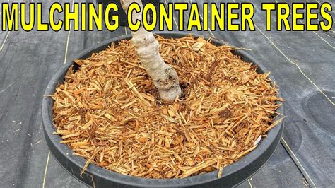 How To Mulch Container Plants Container Garden Fruit Trees And More Youtube