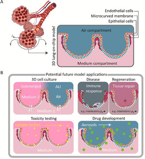 3d Lung On Chip Model Based On Biomimetically Microcurved Culture