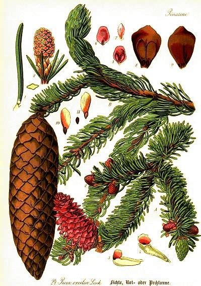 Abete Rosso Peccio Picea Excelsa Picea Abies