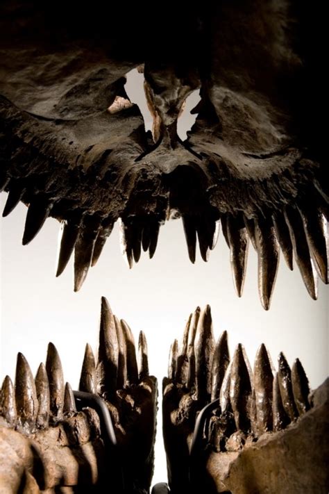 Which Dinosaur Has 500 Teeth That Measured Six Inches - Clătită Blog