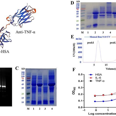 The Preparation Of Anti Tnf Hsa Il R Triple Specific Fusion Protein