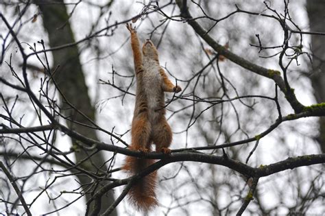 trees, squirrel, animals, mammals, HD Wallpaper | Rare Gallery