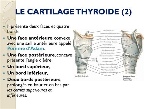 Le Larynx Ppt Video Online T L Charger