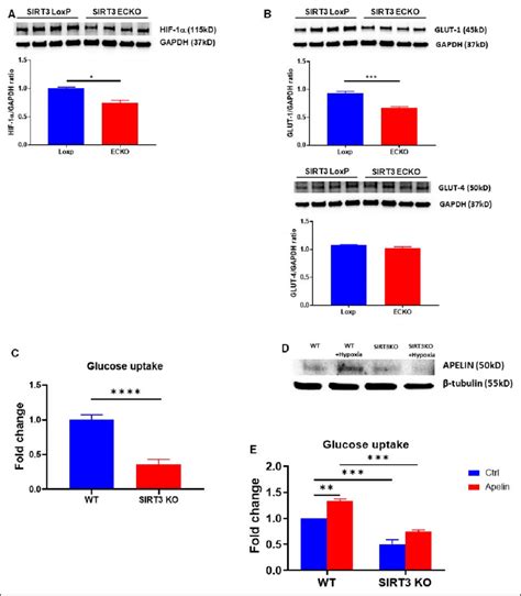 The expression of HIF 1α and GLUT1 and glucose uptake in the cultured