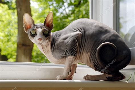 Cat Canadian Sphynx — Stock Photo © Vizonto 3356904