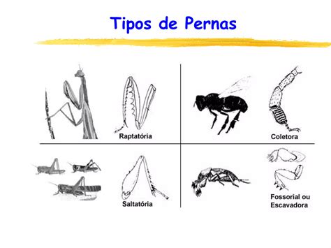 Aula 4 Morfologia Externa Ppt