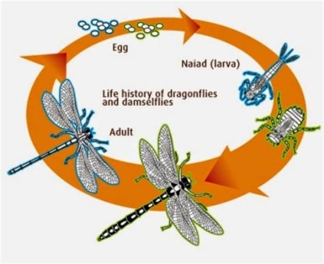 DUNIA SATWA: Capung (Dragonfly)