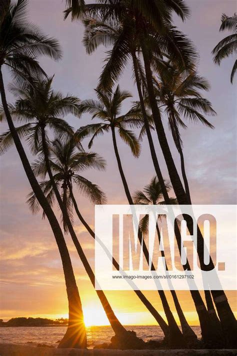 Coconut Trees Cocos Nucifera Silhouetted Against The Sunset Over The