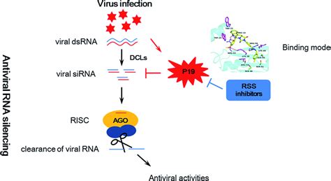 Schematic Representation Of Antiviral Rna Silencing In Plants