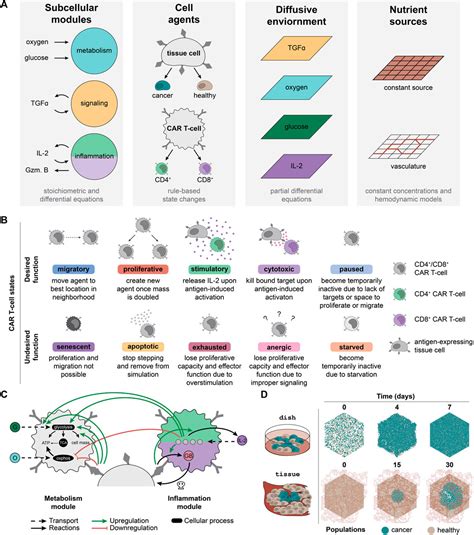 Frontiers Mapping Car T Cell Design Space Using Agent Based Models