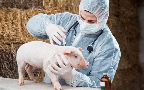 Mejoras En La Calidad De La Carne Porcina Ganados Carnes