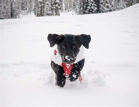 Kirkwood Mountain Resort - UPDATE: As you may have heard, the Greater