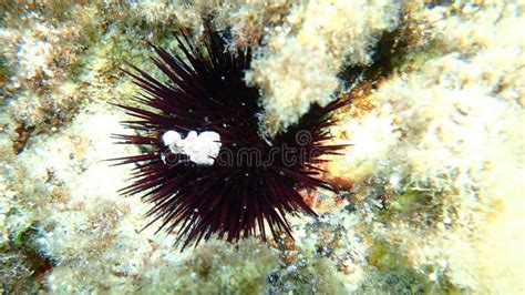 Purple Sea Urchin Paracentrotus Lividus Undersea Aegean Sea Greece