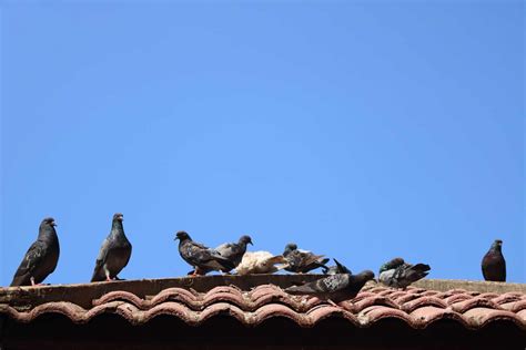 How To Get Rid Of Pigeons The Ultimate Guide