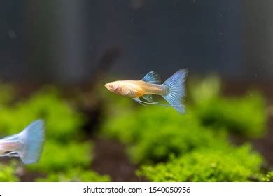 Albino Blue Topaz Guppy Aquatic Plants Stock Photo 1540050956