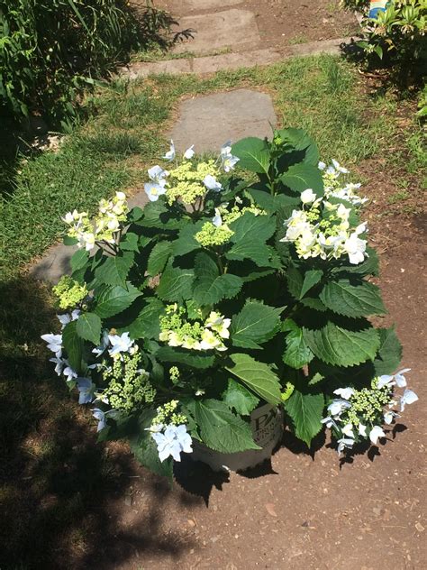 Hydrangea serrata ‘Tuff-Stuff Aha!’- Mountain Hydrangea- 3 Gallon