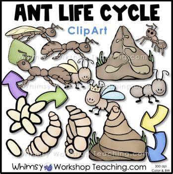 Ant Life Cycle Clip Art Whimsy Workshop Teaching By Whimsy Workshop