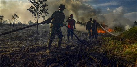 Things To Know About Palm Oil And Indonesias Raging Forest Fires