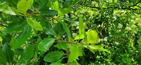 BLACKGUM_LEAVES - Edge Of The Woods Native Plant Nursery, LLC