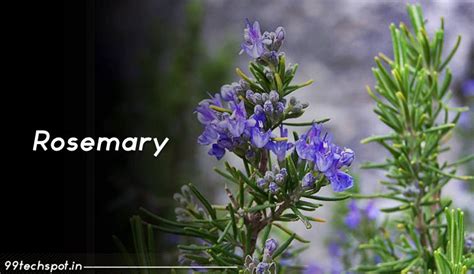 Rosemary In Hindi रोजमेरी के जोरदार फायदे