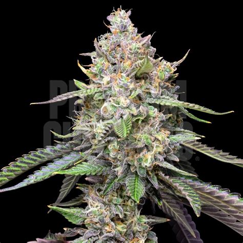 Buy Cookies And Cream Strain Seeds Online Premium Cultivars