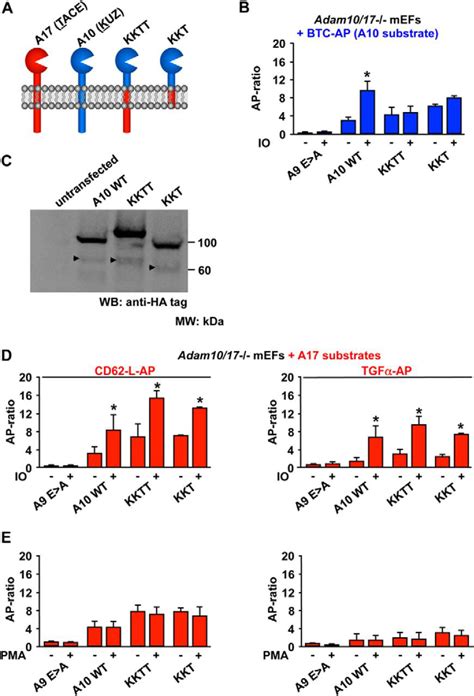 The Cytoplasmic Domain Of A Disintegrin And Metalloproteinase 10