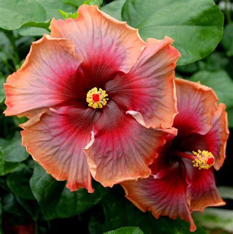 Hollywood Starlet Hibiscus Flowers Hibiscus Plant Hibiscus