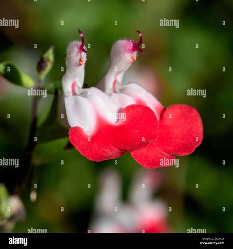 Baby Sage Salvia Microphylla Hot Lips Stock Photo Alamy