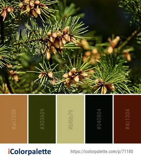 Color Palette Ideas from Tree Pine Family Vegetation Image | iColorpalette