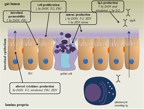 Toxins Free Full Text The Impact Of Fusarium Mycotoxins On Human