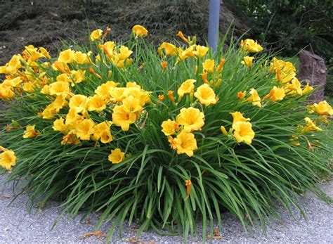 Hemerocallis Stella De´oro Slovensketrvalkysk