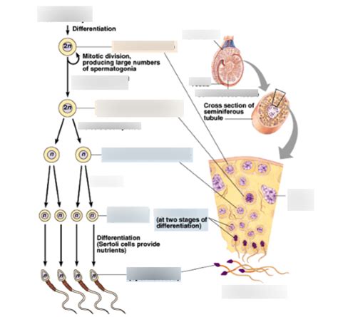 Male hormones Diagram | Quizlet