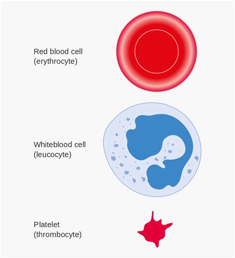 White Blood Cells Animated