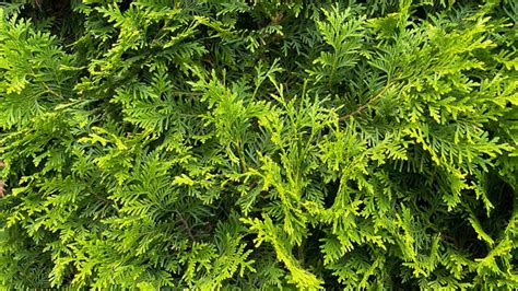 Lebensb Ume Thuja Kaufen Heckenpflanzen De