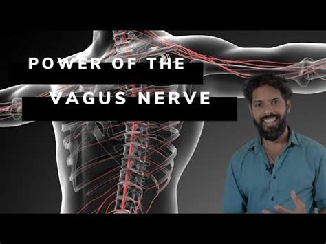 Ways To Stimulate The Power Of The Vagus Nerve Vagus Nerve Nerve