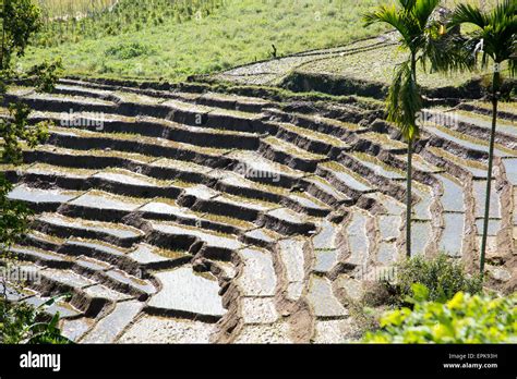 Paddy Field Rice Farming Terraces Ella Badulla District Uva Province