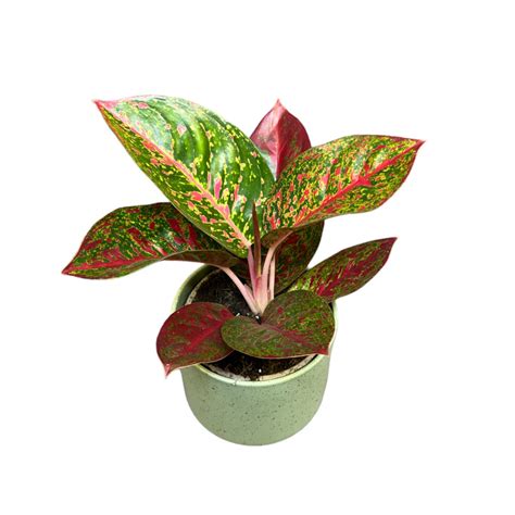 Aglaonema Dark Star Inplanted Hu