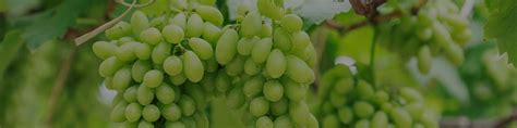 Grape Farming Solutions - Organica Biotech