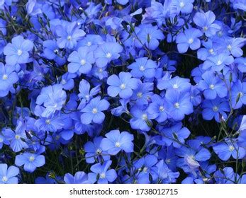 Perennial Flax Images Stock Photos Vectors Shutterstock