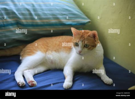 Cute Ginger Cat Lying On The Bed Stock Photo Alamy