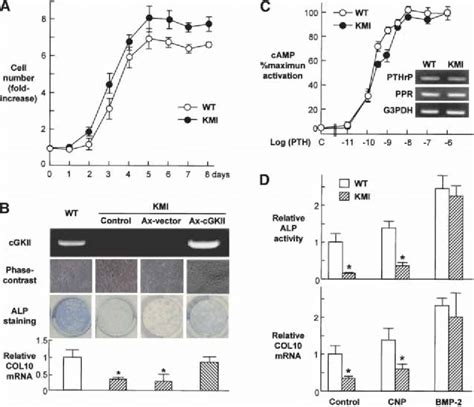 Functions Of Cultured Chondrocytes From Wild Type And Kmi A Growth Download Scientific