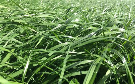 Semilla De Pasto Raygrass Dorcas Pasturas Tropicales Semillas De