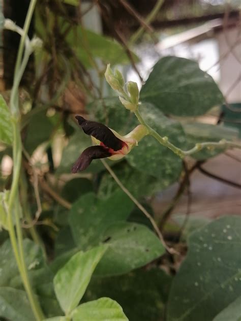 Purple Bush Bean From Carey On November At Am By Erick