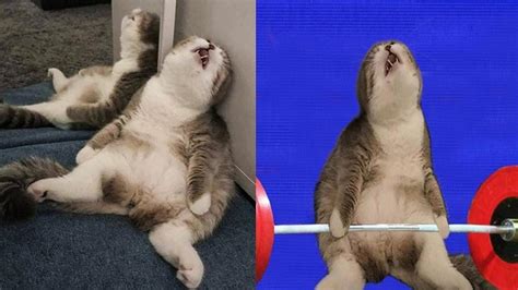 6 Editan Foto Hewan Ini Bikin Gagal Paham Ada Yang Berubah Drastis Hot Liputan6