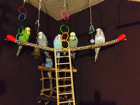 Jen Jane's Beautiful Budgie Aviary - DIY Parakeet Home | I Love Parakeets