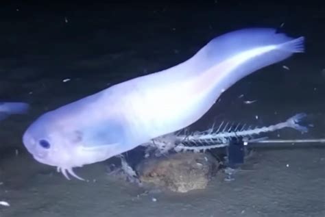 Mariana Snailfish : r/deepseacreatures