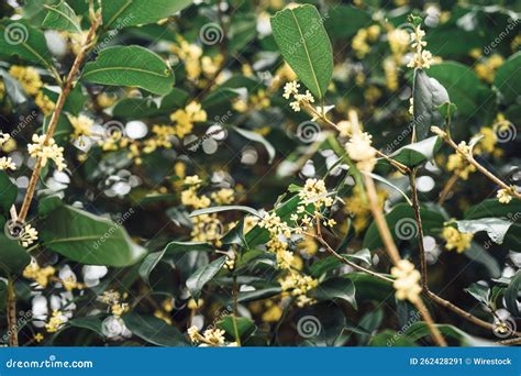 osmanthus flowers   osmanthus tree stock image image  leaf