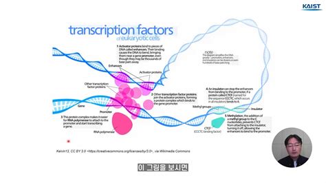 생명과학의 정수 2 진핵세포에서의 유전자 발현조절 1전사인자 Kooc